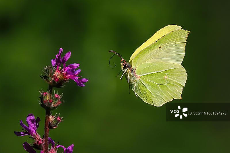 硫磺绢粉蝶接近紫 loosestrife 花，德国黑森图片素材