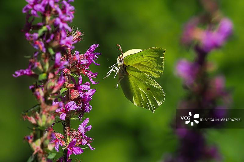 硫磺绢粉蝶接近紫 loosestrife 花，德国黑森图片素材