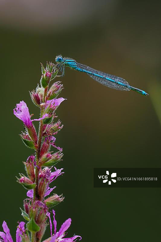 德国黑森，豆娘在高紫薇上图片素材