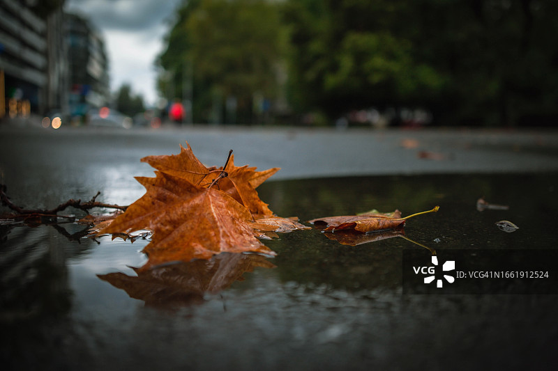 城市的秋天图片素材