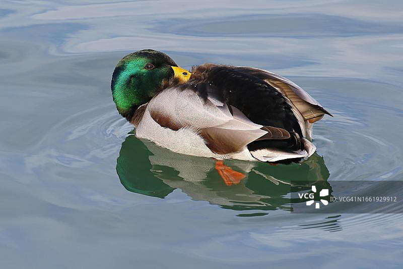 绿头鸭：雄鸟休息，喙藏于羽毛中，德国石勒苏益格-荷尔斯泰因图片素材