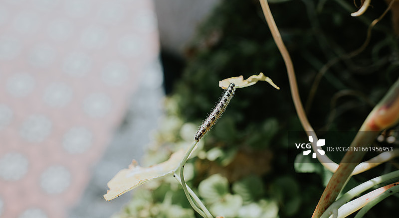 毛茸茸的小毛毛虫爬过旱金莲的茎图片素材