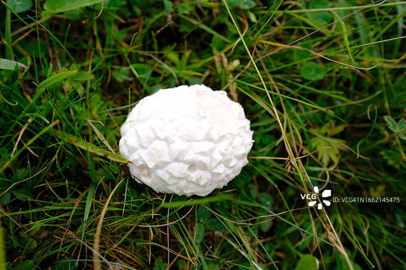 草地上的白色蘑菇图片素材