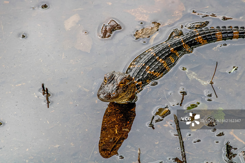 小美洲鳄鱼图片素材