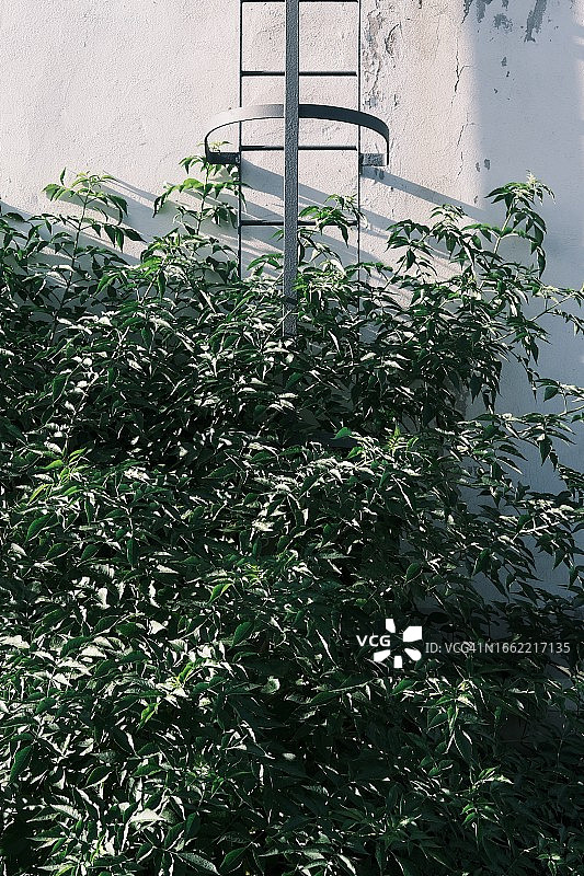 德国勃兰登堡法兰克福（奥德）房屋墙壁上的梯子，前景是灌木图片素材