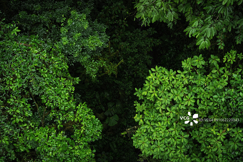 热带雨林中的 canopy 和树顶图片素材