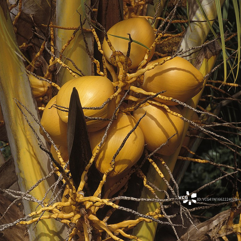 塞舌尔椰子树上的椰子图片素材