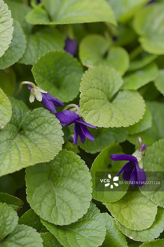 德国施瓦本哈尔花园香堇菜图片素材