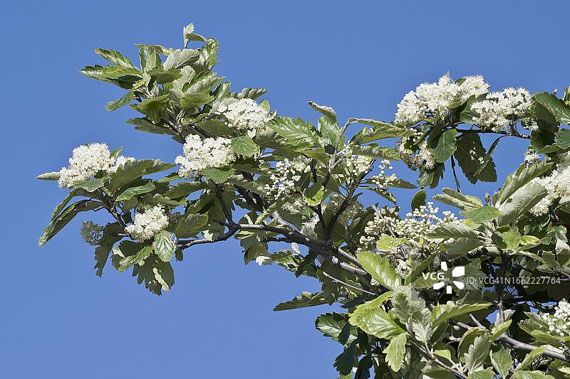 瑞典花楸树，德国梅克伦堡-前波美拉尼亚图片素材