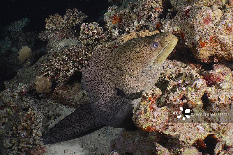 夜间捕食的巨型海鳝图片素材