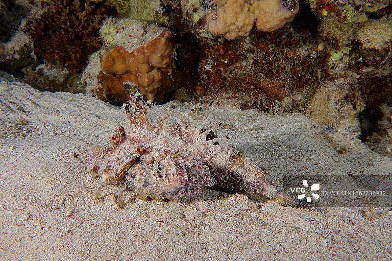 红海海 Walkman（丝鳍鬼鲉），潜水点House Reef，红海埃尔库塞尔红树林湾，埃及图片素材