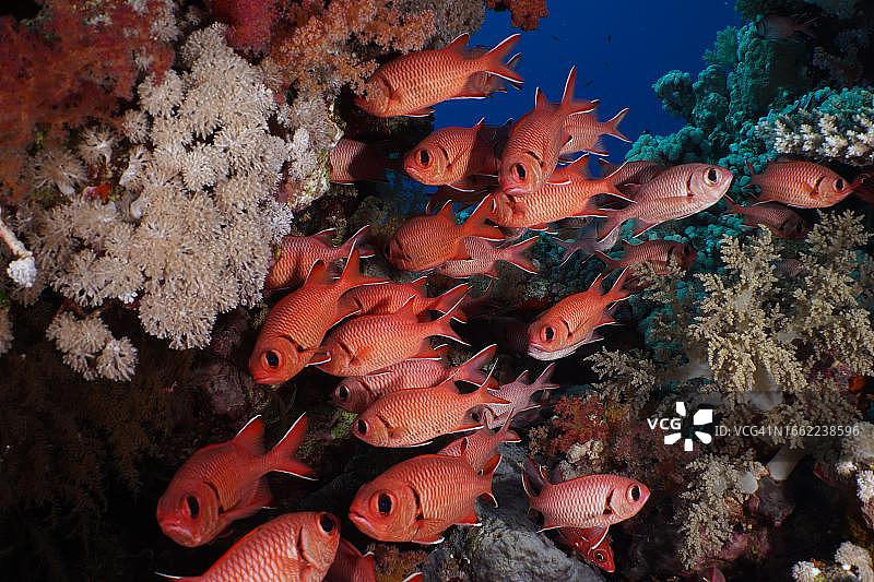 红海白边 soldierfish 鱼群图片素材