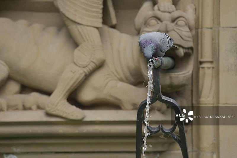 德国巴登-符腾堡州施韦比施哈尔，在历史悠久的鱼喷泉市场饮水的城市鸽子图片素材