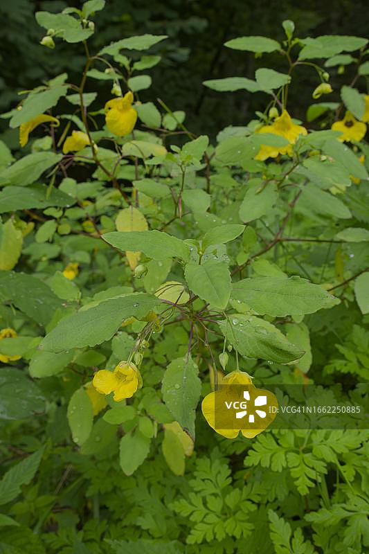 凤仙花，德国巴登-符腾堡州图片素材