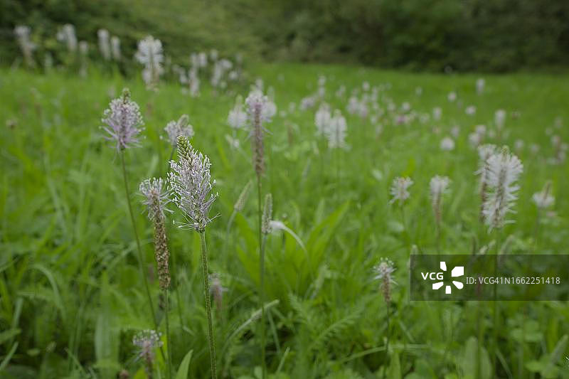 车前草，德国巴登-符腾堡州图片素材