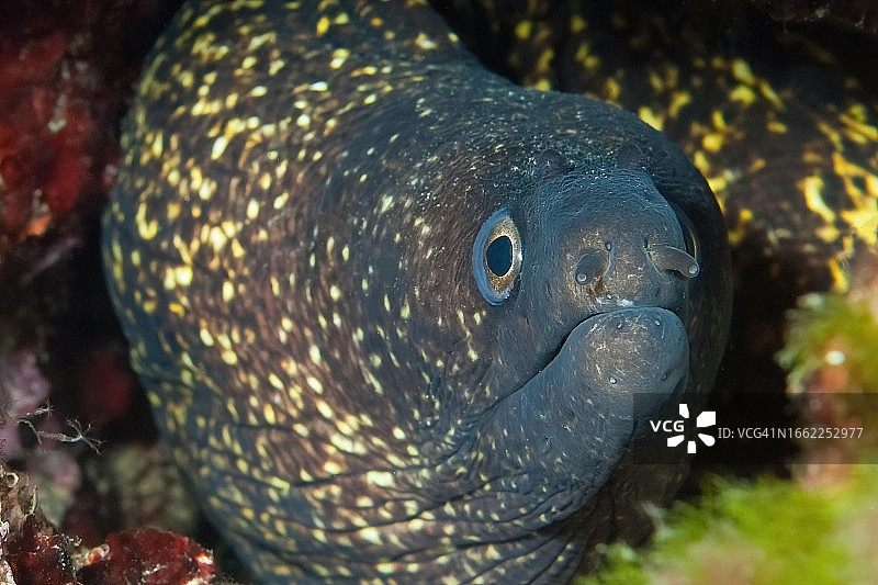 地中海莫雷鳗鱼头部特写，观察礁石周围小洞穴，意大利托斯卡纳厄尔巴岛地中海图片素材