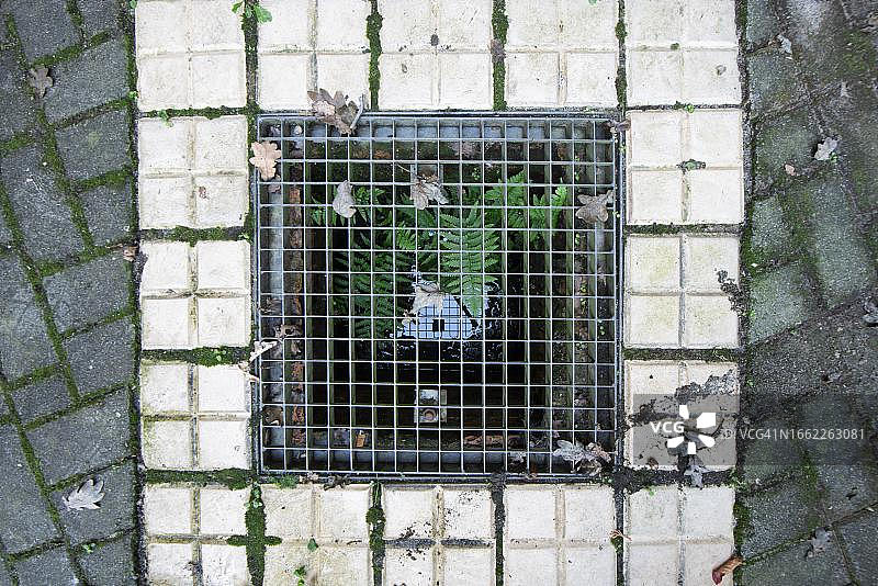 德国污水井中生长的绿色蕨类植物图片素材