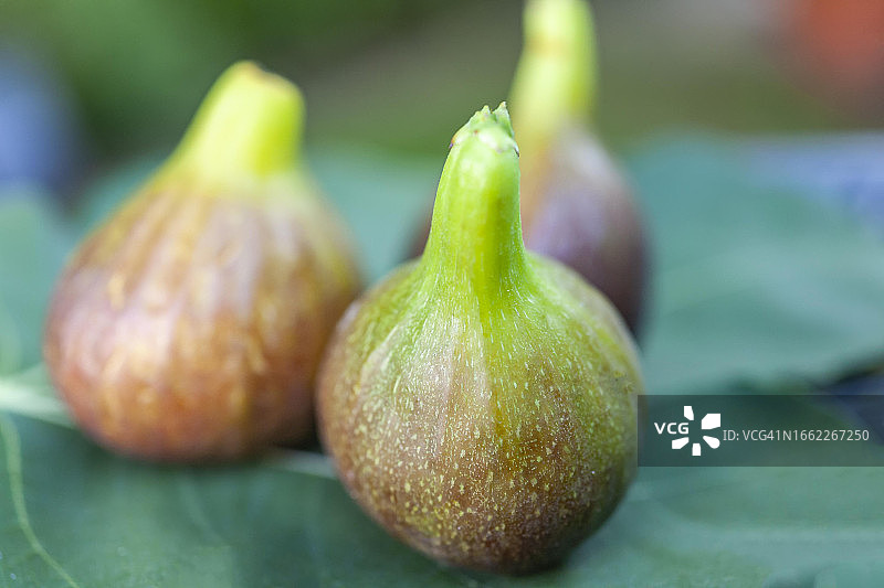 德国莱茵兰-普法尔茨的无花果叶上的成熟无花果图片素材