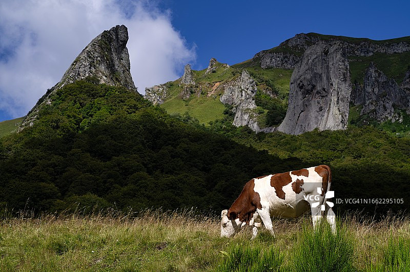 法国奥弗涅-罗讷-阿尔卑斯大区桑西山区的奶牛图片素材