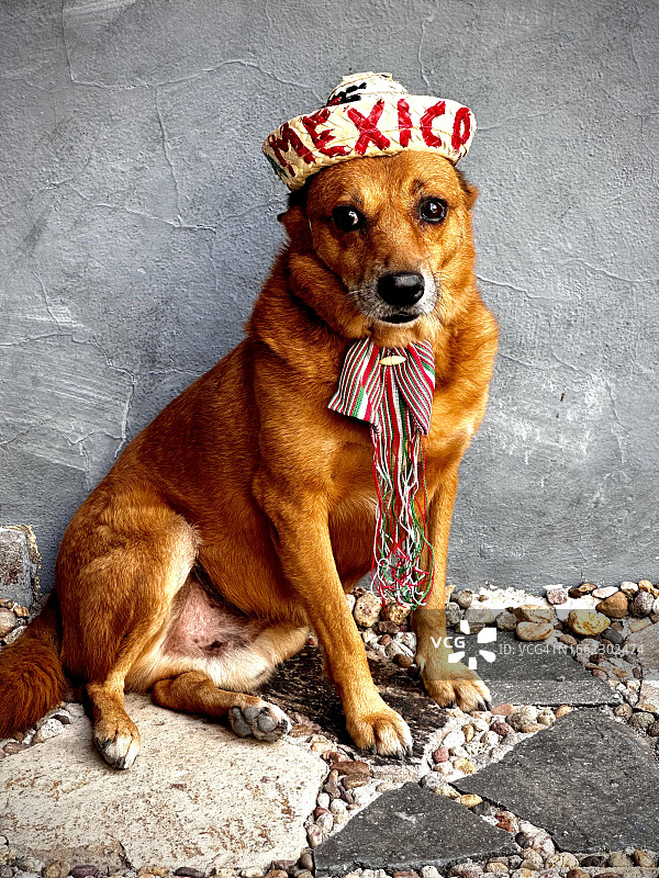 爱国狗狗图片素材