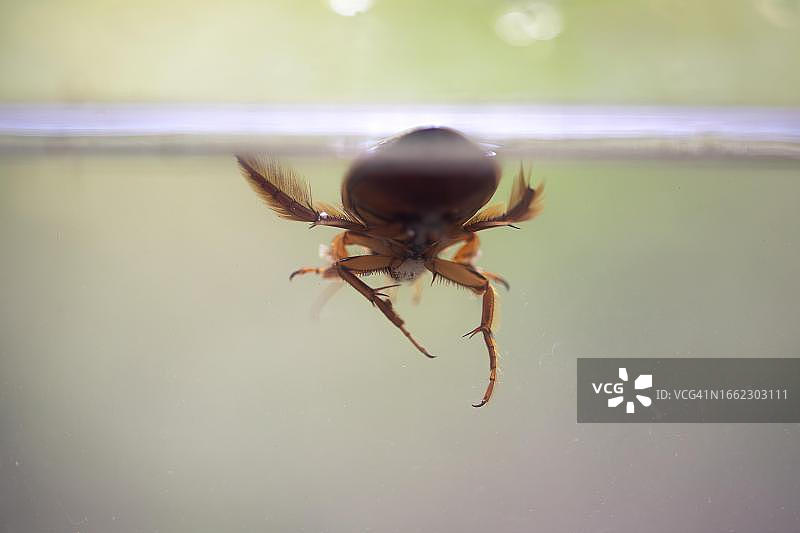 德国斯托尔贝格水下摄影：大龙虱图片素材