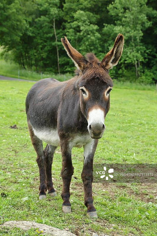 加泰罗尼亚驴（加泰罗尼亚阿西努斯），是广受欢迎的非官方加泰罗尼亚象征，站立在德国北莱茵-威斯特法伦州维尔登的牧场上图片素材