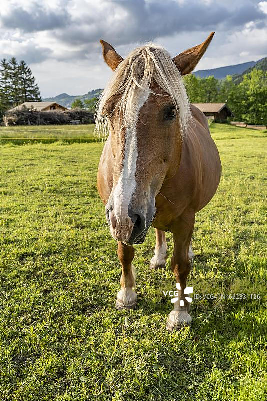 德国巴伐利亚州诺伊豪斯牧场上的哈夫林格马图片素材
