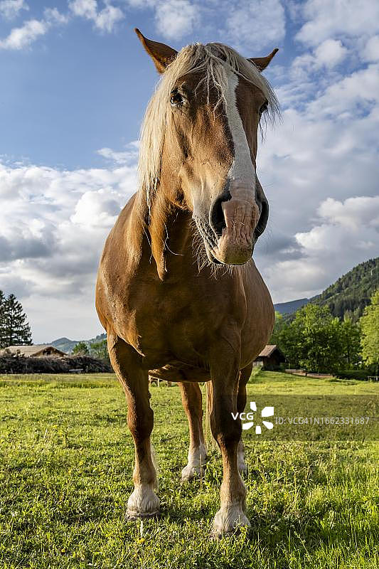 牧场上的海福灵格马（Equus ferus caballus），蛙视视角，德国巴伐利亚州诺伊豪斯图片素材