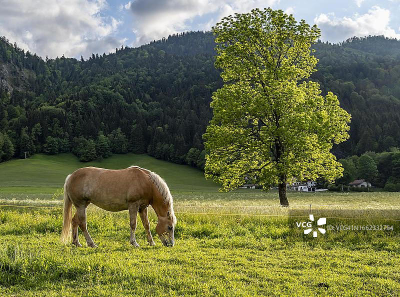 德国巴伐利亚州诺伊豪斯，在牧场上吃草的夏福莱马图片素材