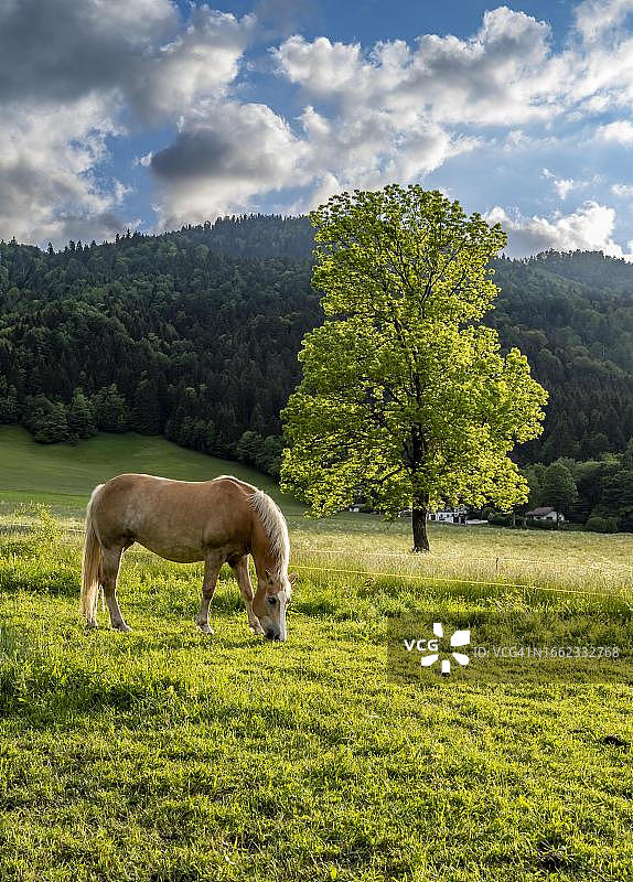 德国巴伐利亚州诺伊豪斯，在牧场上吃草的夏福莱马图片素材