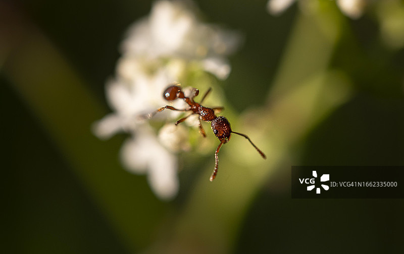 巴伐利亚，德国，一只欧洲红火蚁停留在白色花朵上图片素材