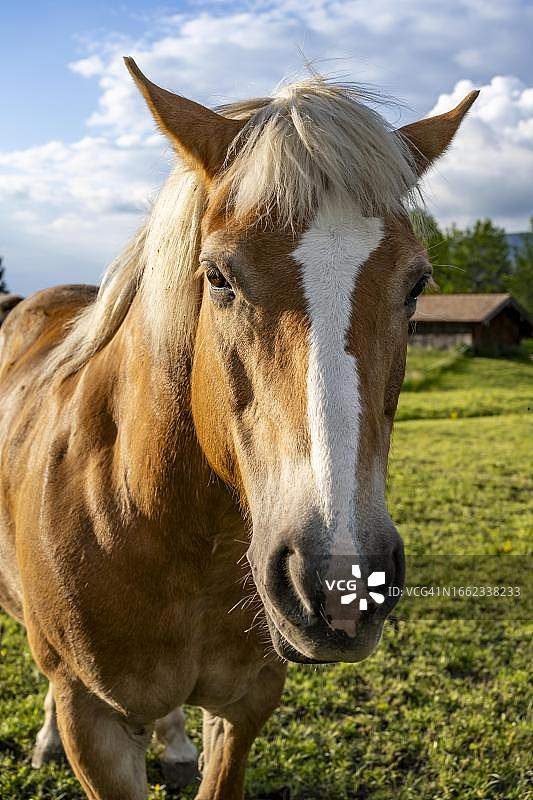 德国巴伐利亚州诺伊豪斯牧场上的哈夫林格马图片素材