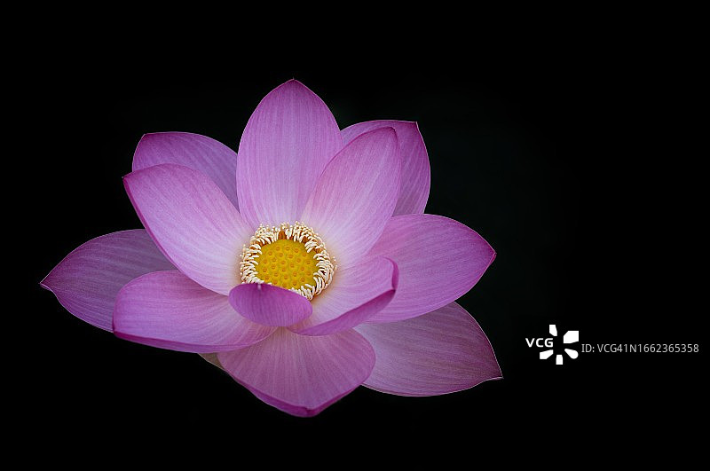 粉色莲花（学名：Nelumbo nucifera），德国巴登-符腾堡州图片素材