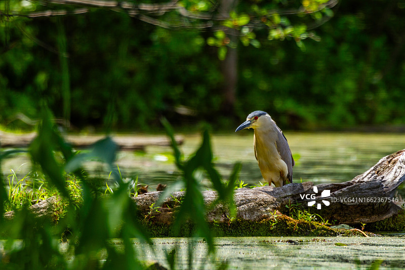 黑冠夜鹭图片素材