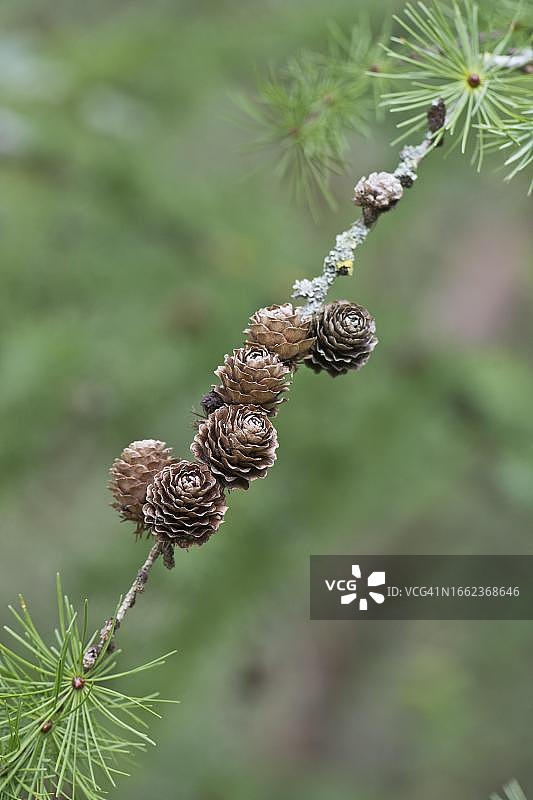 德国下萨克森州埃姆斯兰的落叶松锥果图片素材