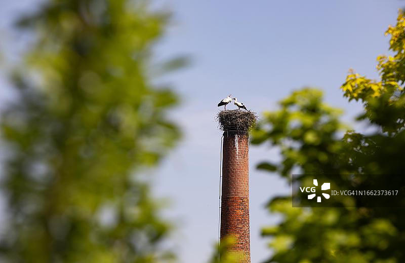 德国下巴伐利亚州巴特比恩巴赫烟囱上的鹳鸟巢，有两只鹳鸟图片素材