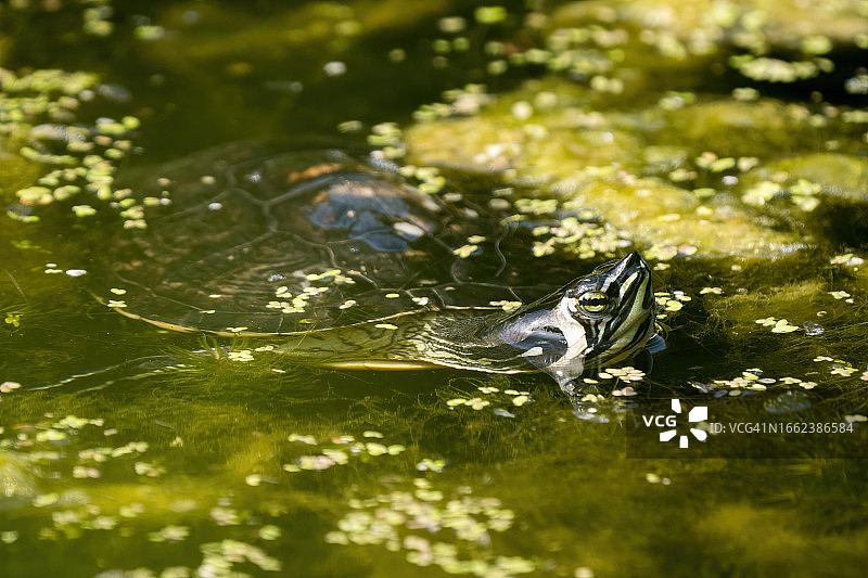 在水中游泳的红耳龟，黑森州，德国图片素材