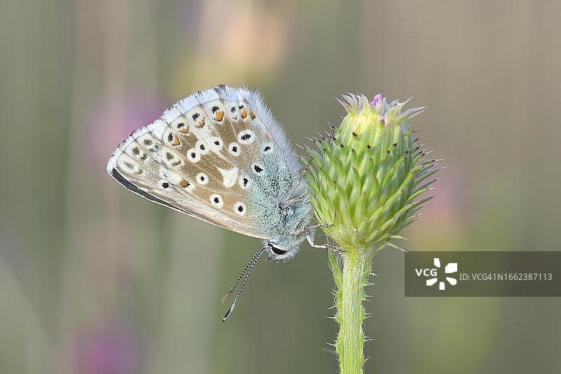银绿蓝色灰蝶图片素材