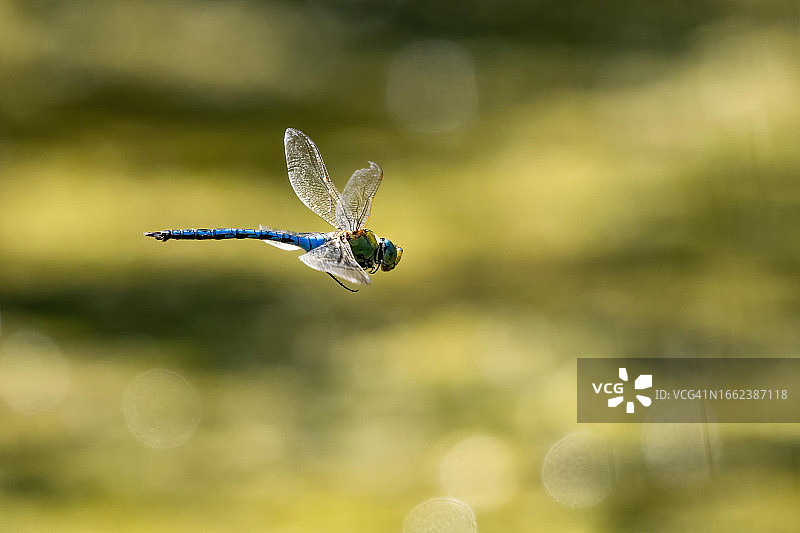帝王蜻蜓飞行中（德国黑森州）图片素材