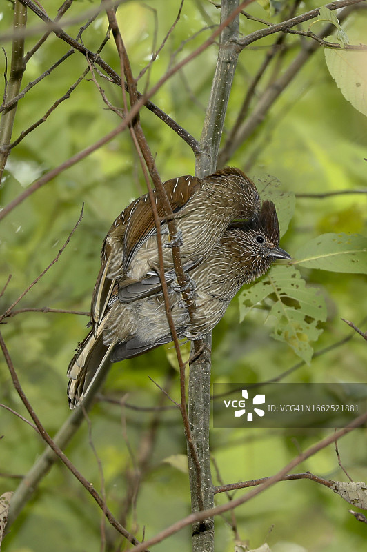 清晨时分依偎在一起互相梳理羽毛的纹噪鹛图片素材