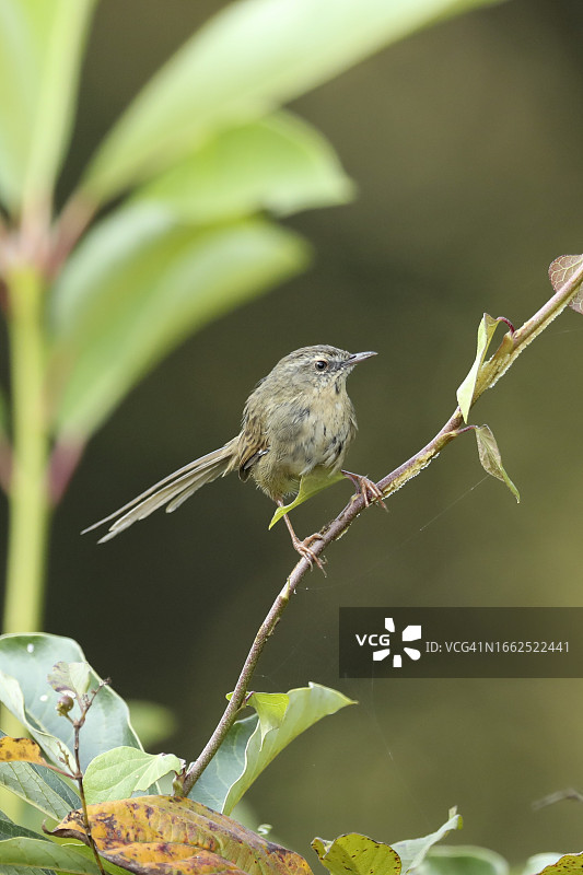 栖息在树枝上的棕红鹪莺图片素材