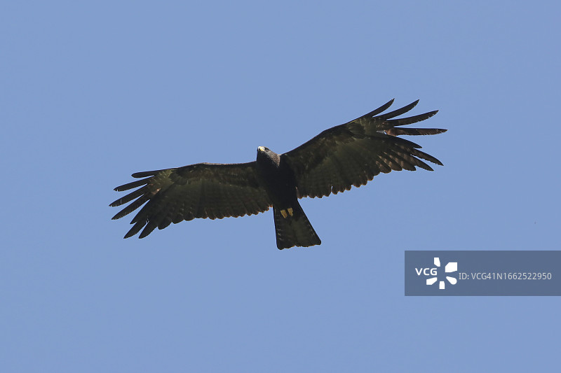 在喜马拉雅森林上空翱翔的黑鹰图片素材