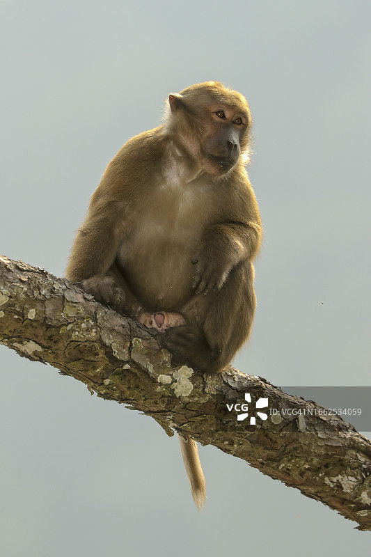 一只近危雄性阿萨姆猕猴（Macaca assamensis）坐在树枝上图片素材