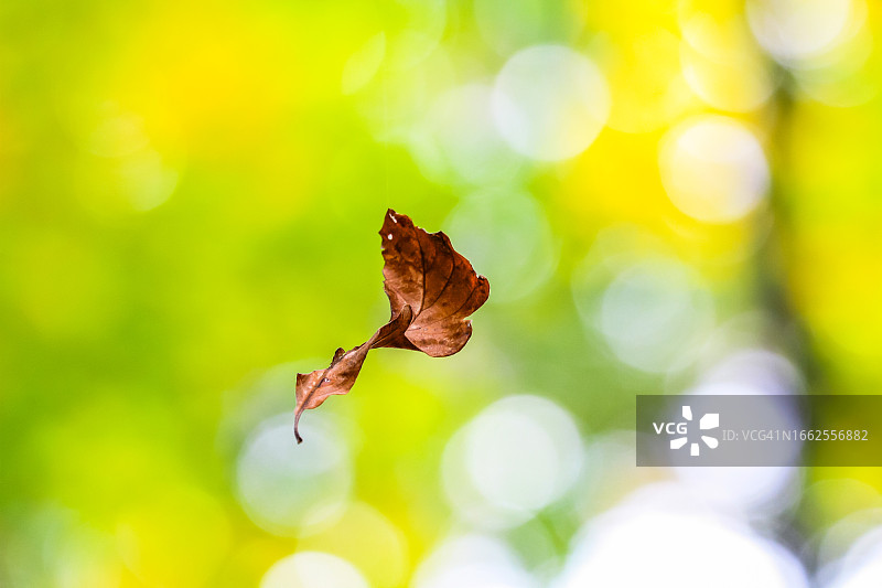 漂浮的树叶图片素材