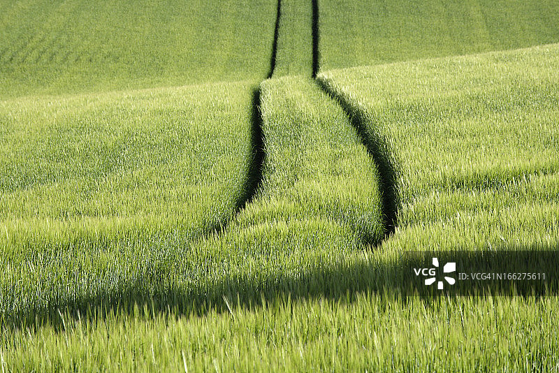 德国巴伐利亚伊尔申豪森黑麦田中车辆轨迹图片素材