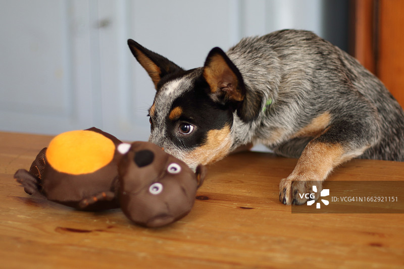 澳大利亚牧牛犬幼犬图片素材