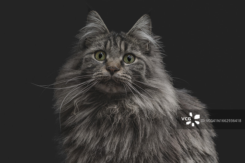 翠绿色的眼睛图片素材