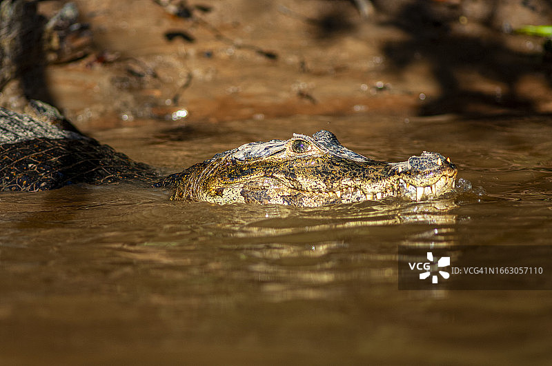 巴西库亚巴河沿岸的凯门鳄图片素材