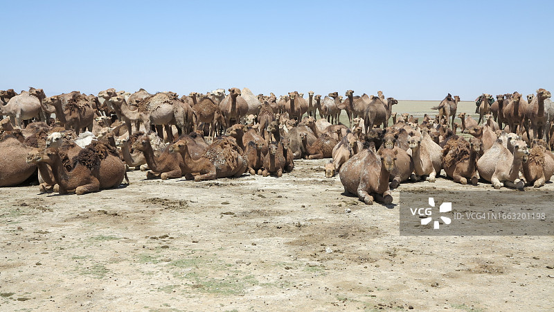 骆驼图片素材