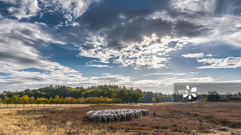 牧羊犬守护着羊群图片素材